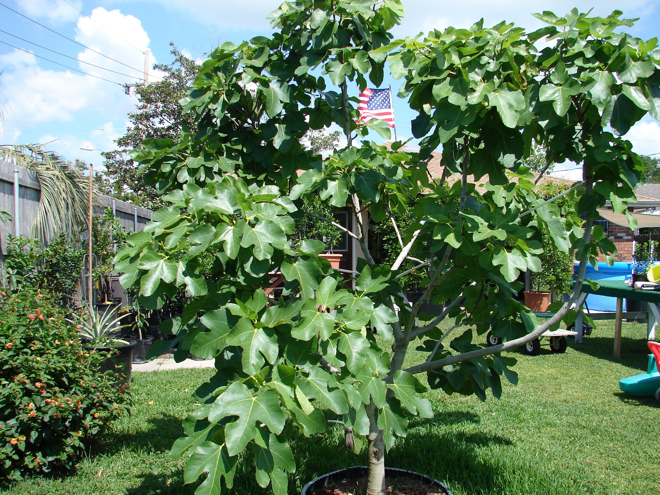 Dwarf Fig Tree